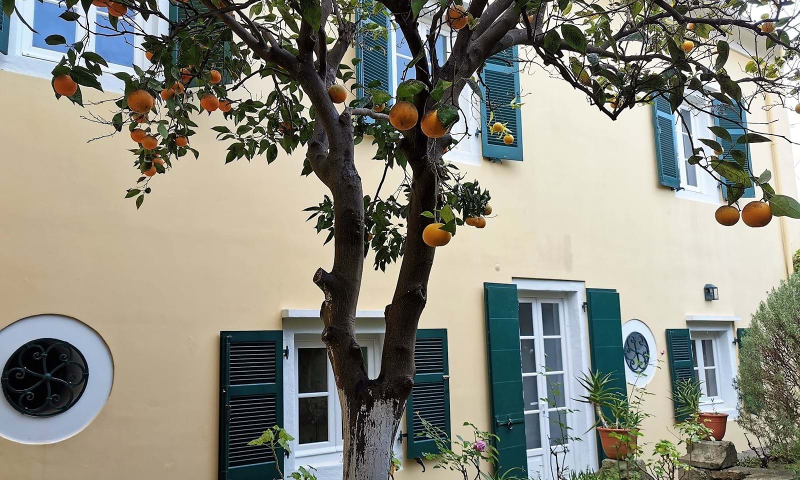 Orangenbaum vor dem Haus